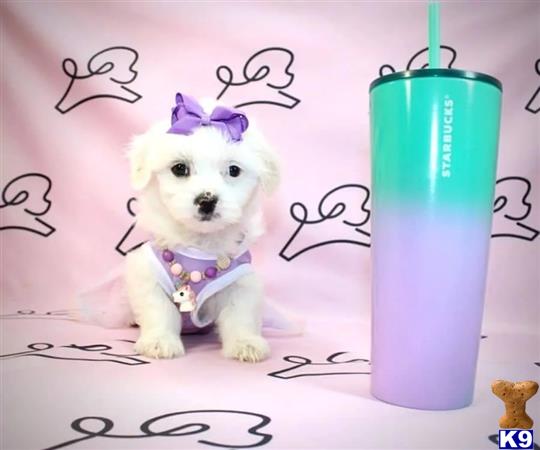 PuppyHeavenLV Picture 1